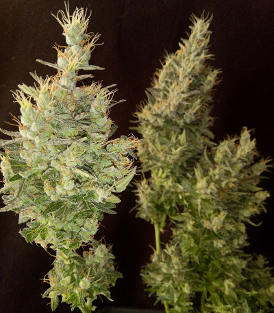 Auto Tutankhamon fem (Pyramid Seeds) семена конопли