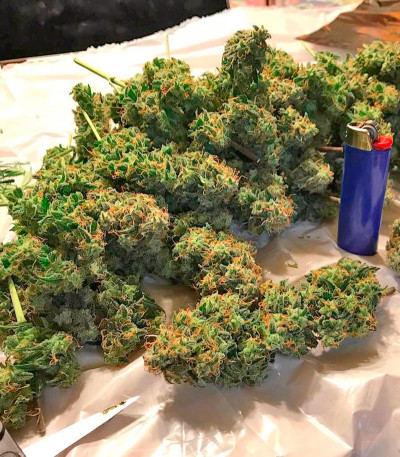 Auto Bubble Gum fem (00 Seeds) семена конопли