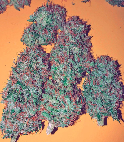 Auto Daiquiri Lime fem (Dutch Passion) семена конопли