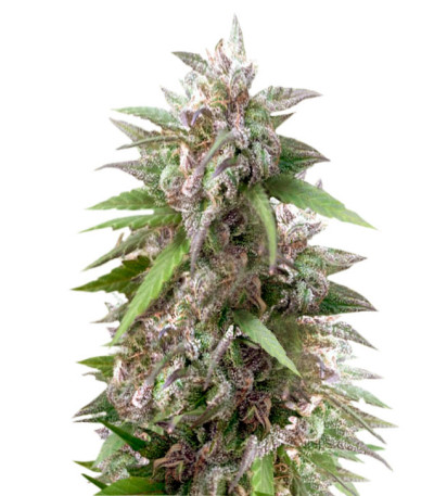 Blue Power fem (Vision Seeds) семена конопли