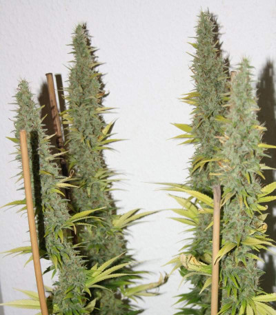 Blue Power fem (Vision Seeds) семена конопли