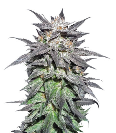 Bubba Island Kush fem (Dutch Passion) семена конопли