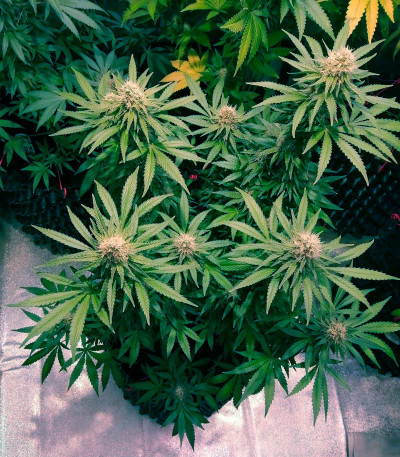 Cafe Racer (Blimburn Seeds) семена конопли