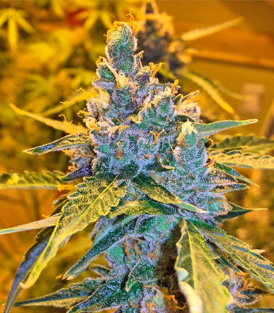 Californian Snow auto fem семена конопли