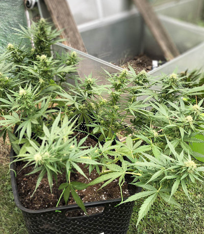 Critical Neville Haze Auto fem (Delicious Seeds) семена конопли