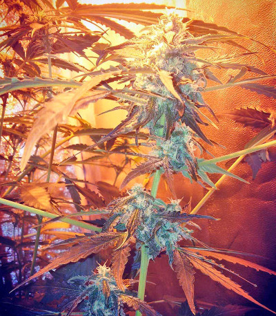 Critical + 2.0 Autoflowering fem семена конопли