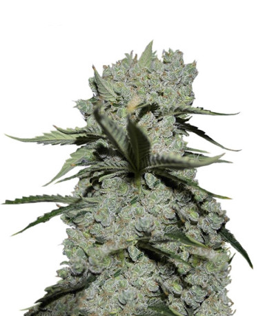 Critical Kush fem (Barney's Farm) семена конопли