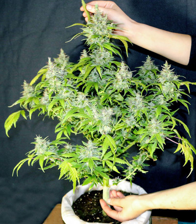 DC Cure 1:1 Auto CBD fem (Doctor’s Choice) семена конопли