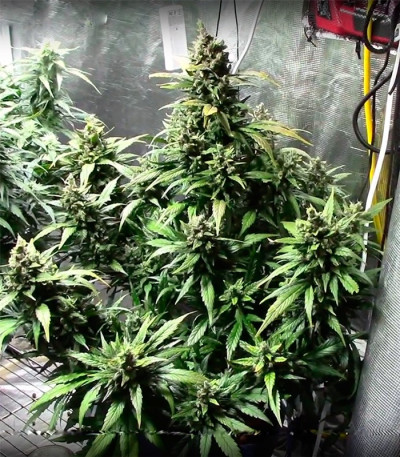 Dizzy Lights Auto fem (Dr. Krippling Seeds) семена конопли