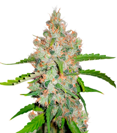 GG-48 fem (Nirvana Seeds) семена конопли