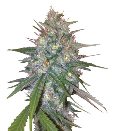 Ganesh Spirit fem (Sweet Seeds) семена конопли