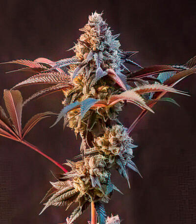 Lemon Cherry Runtz fem (FastBuds) семена конопли