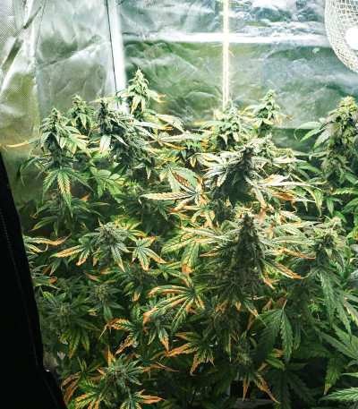 Lemon Pie Auto fem (FastBuds) семена конопли