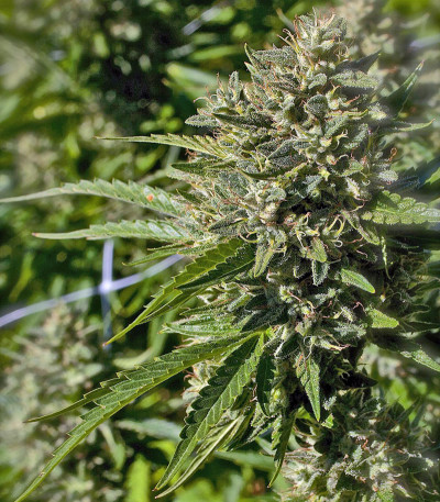 Lemon Garlic OG fem семена конопли