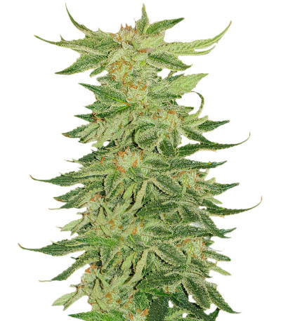 Mimosa Evo fem (Barneys Farm) семена конопли