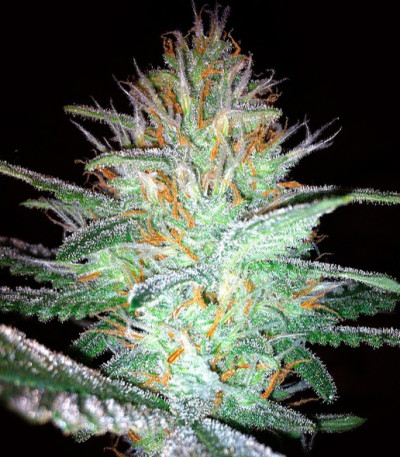 Papa's Candy fem семена конопли