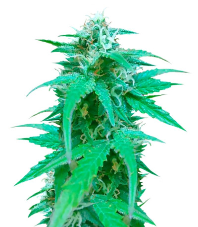 Купить семена марихуаны Pineapple Express auto в оригинальной упаковке