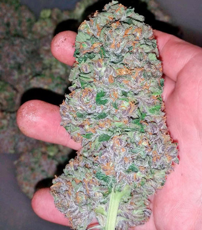 Purple Afghan Kush fem (Dinafem Seeds) семена конопли