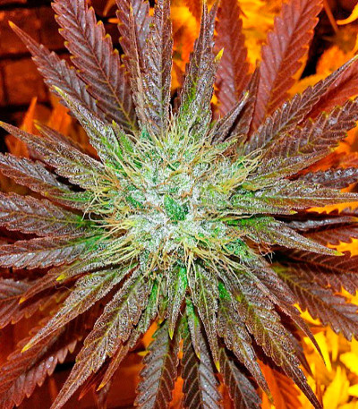 Sour Diesel (Sativa's Sour Diesel) fem семена конопли