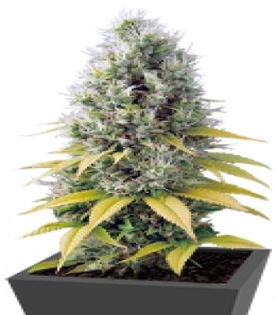 Shark Shock CBD fem семена конопли