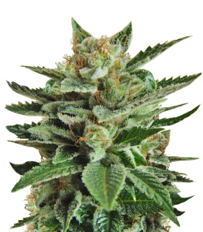 Big Bud (Snow White) reg (Nirvana Seeds) семена конопли