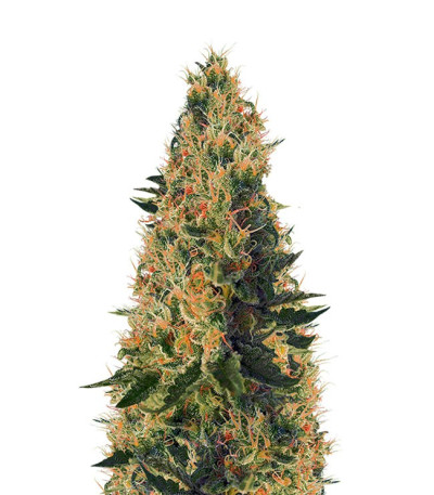 Сорт Sweet Pure CBD шишки