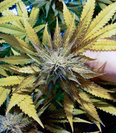 Thai Fantasy Max Auto fem семена конопли