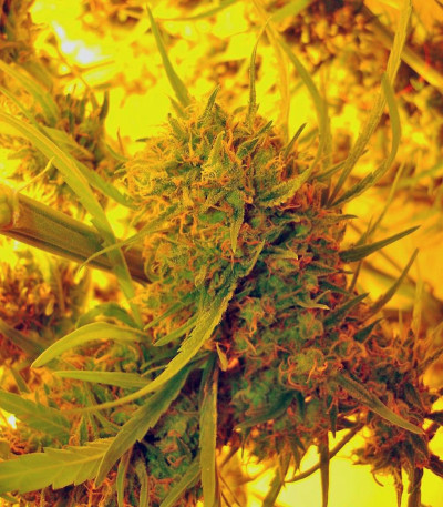 Сорт конопли The Ultimate