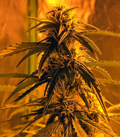 Botafumeiros fem семена конопли (Sweet Seeds)