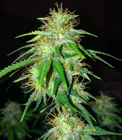 Gelato Glue Autoflower fem (Easy Grow Seeds) семена конопли