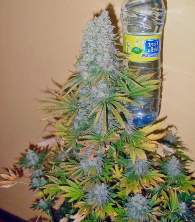 Green Poison fem (Sweet Seed) sсемена конопли