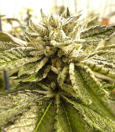 Canadian Kush 2.0 fem семена конопли