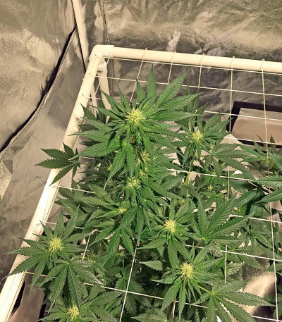 AK 48 reg (Nirvana Seeds) семена конопли