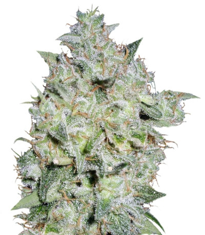 Afghan Kush Special fem (World of Seeds) семена конопли