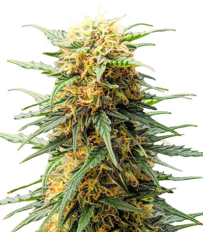 Auto Fire DOG fem (Advanced Seeds) семена конопли