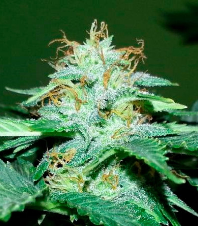 Auto Bubble fem (Female Seeds) семена конопли