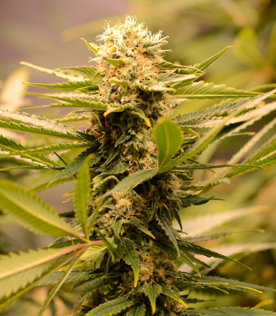 Black Dream fem (Eva Seeds) семена конопли