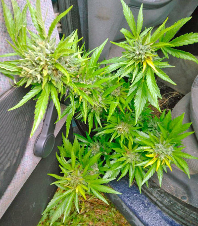 Sweet Amnesia Haze XL Auto fem (Sweet Seeds) семена конопли