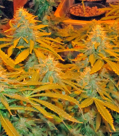 Blueberry Cheese fem (Barneys Farm) семена конопли