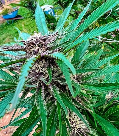 Booberry Cookies RBX fem (Ethos Genetics) семена конопли