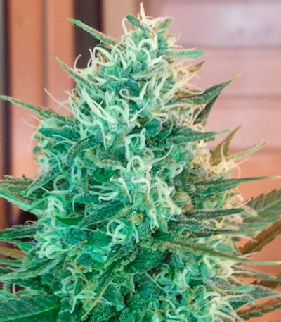Critical Sensi Star fem (Delicious Seeds) семена конопли