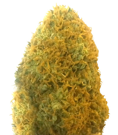 Champion fem (Heavyweight Seeds) семена конопли