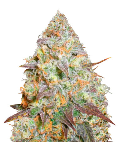 Chocodope fem (Victory Seeds) семена конопли