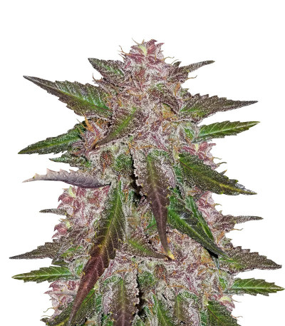 Cream Cookies auto fem (FastBuds) семена конопли