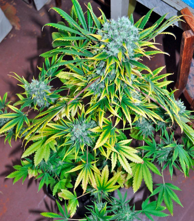 Damnesia fem (Strain Hunters) семена конопли