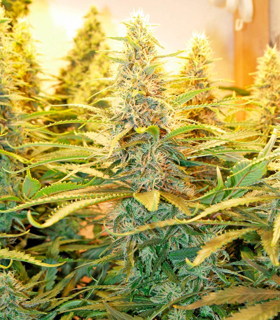 Dedoverde Haze fem семена конопли