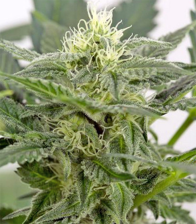 Dinamex Autoflowering fem семена конопли