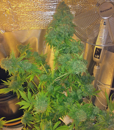 Fruit Punch Auto fem семена конопли