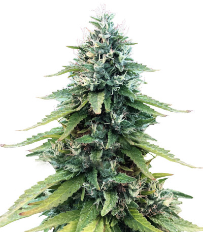Gorilla Glue #4 fem (Blimburn Seeds) семена конопли