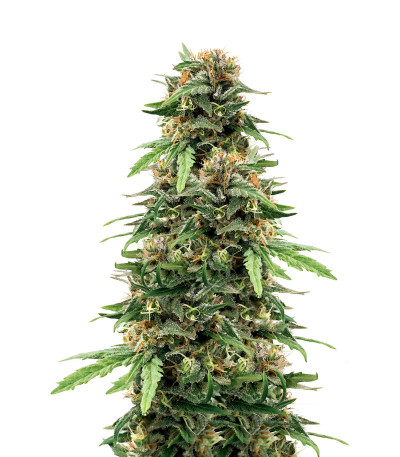 Golosa Early Version fem (Delicious Seeds) семена конопли